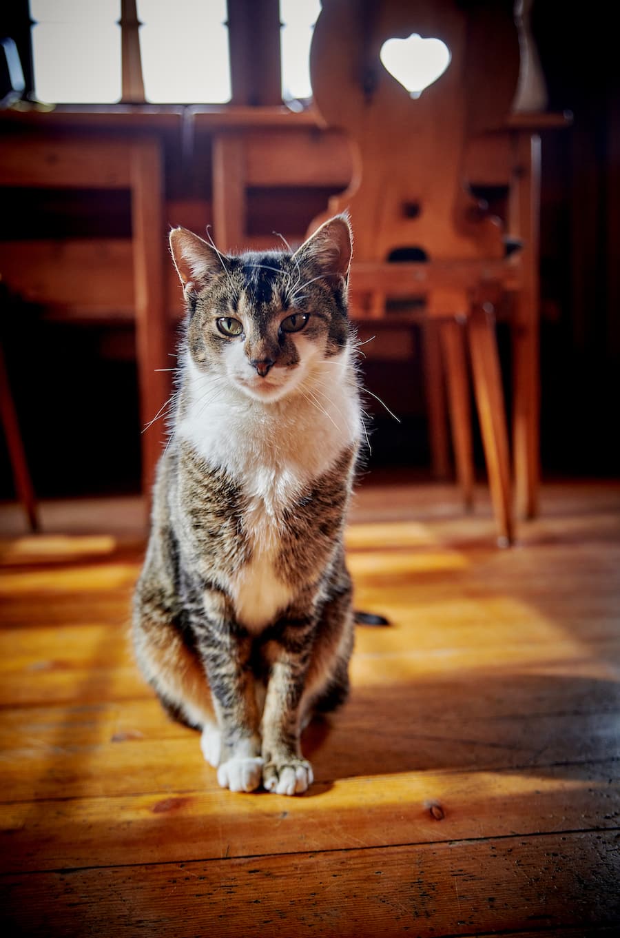 La Sage, le 30 mars 2023, Restaurant Les Collines, Maud et François-Xavier Lemploy, nous présente : ici le ris de veau, en croûte de panko , champignons de Paris à la Grec, jus de bergamote. © Sedrik Nemeth