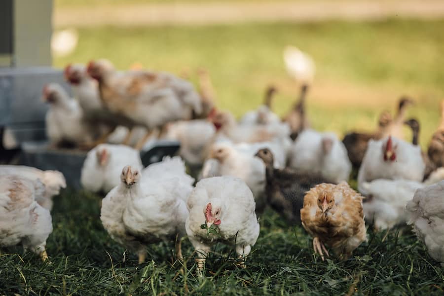 Hühner Berner Oberland