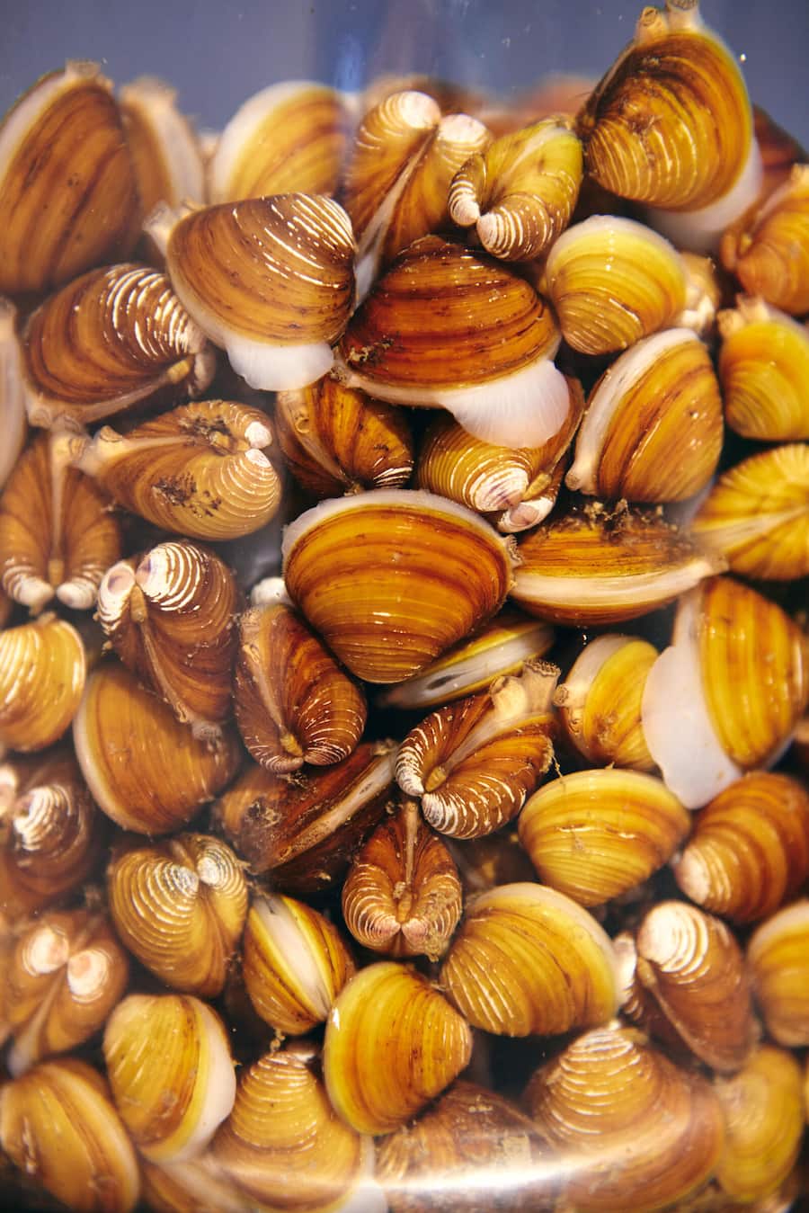 Rüss Müscheli - Lenny Hartmann