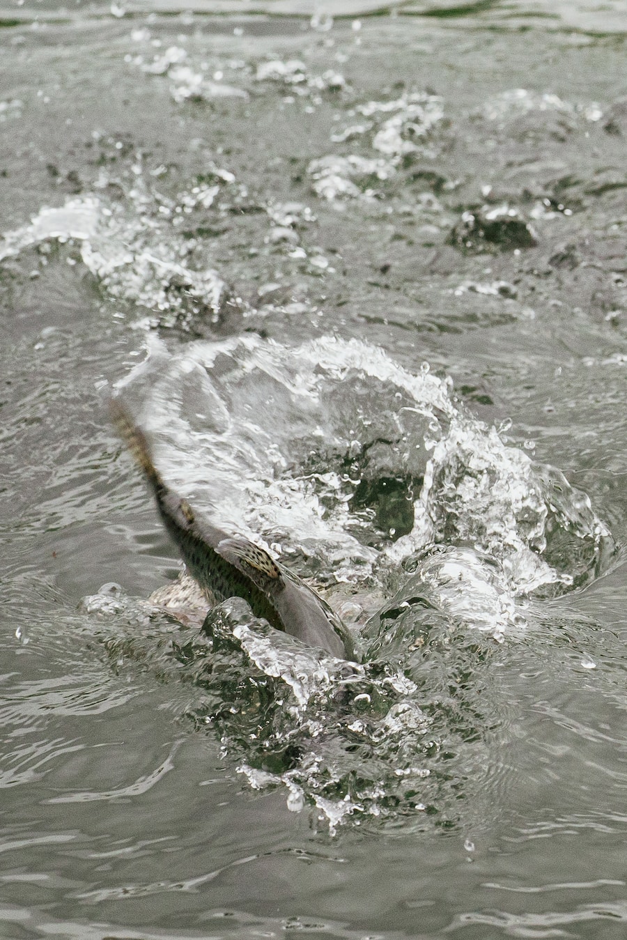 Bären Schwarzenburg Forellen Naturkreislauf