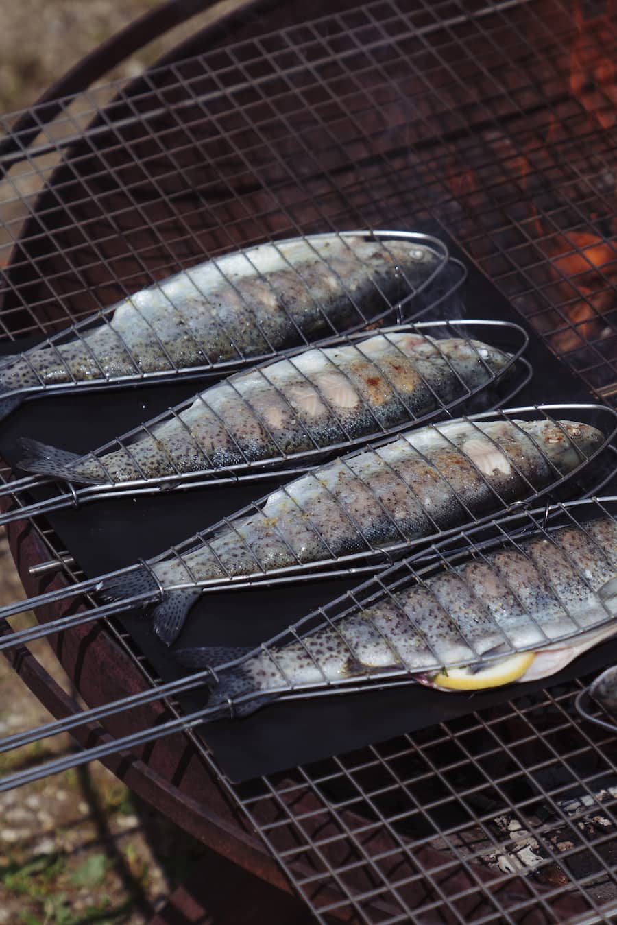 Bären Schwarzenburg Forellen Naturkreislauf