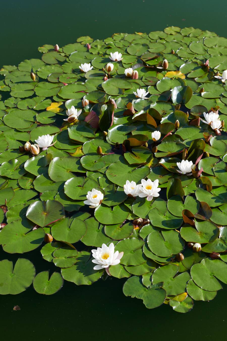 Giardino, Restaurant Ecco, Rolf Fliegauf, Ascona, TI