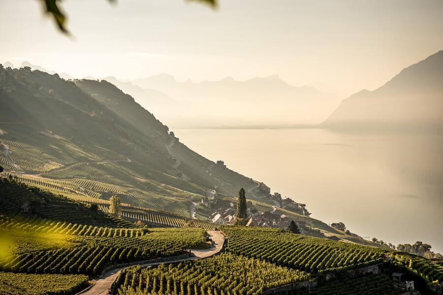 Bio-Weinbauer Blaise Duboux gehoert zur Bruderschaft Confrerie des Vignerons, die alle 20 Jahre das Fete de Vignerons in Vevey organisieren. Hier beim Ausblick ueber die Weinberge des Lavaux. Organic winemaker Blaise Duboux is a member of the Confrerie des Vignerons fraternity that organizes the Fete de Vignerons in Vevey every 20 years. Here at the view over the vineyards of the Lavaux. Copyright by: Switzerland Tourism - By-Line: swiss-image.ch/Andre Meier