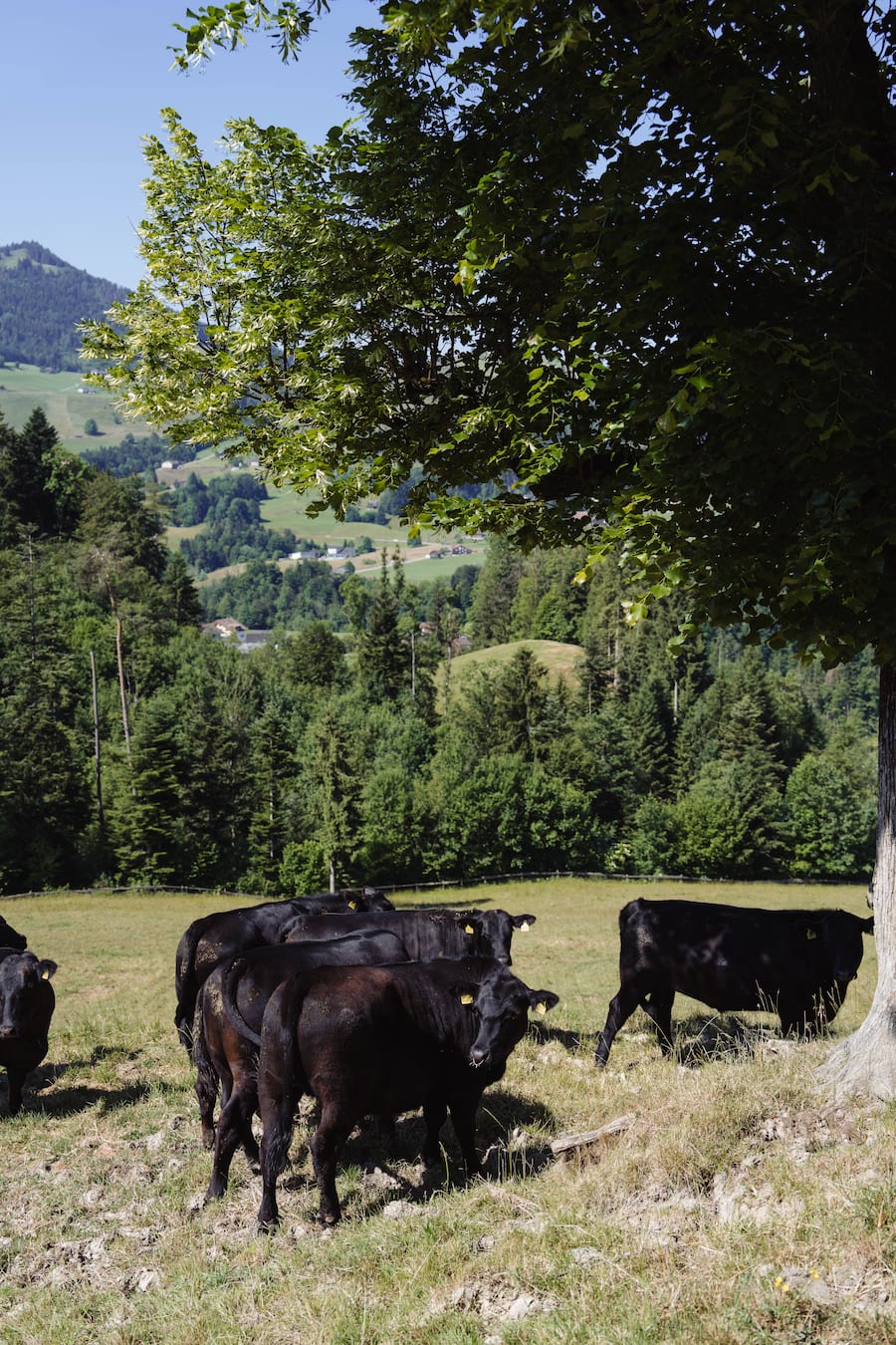 Appenzeller Huus Gonten
