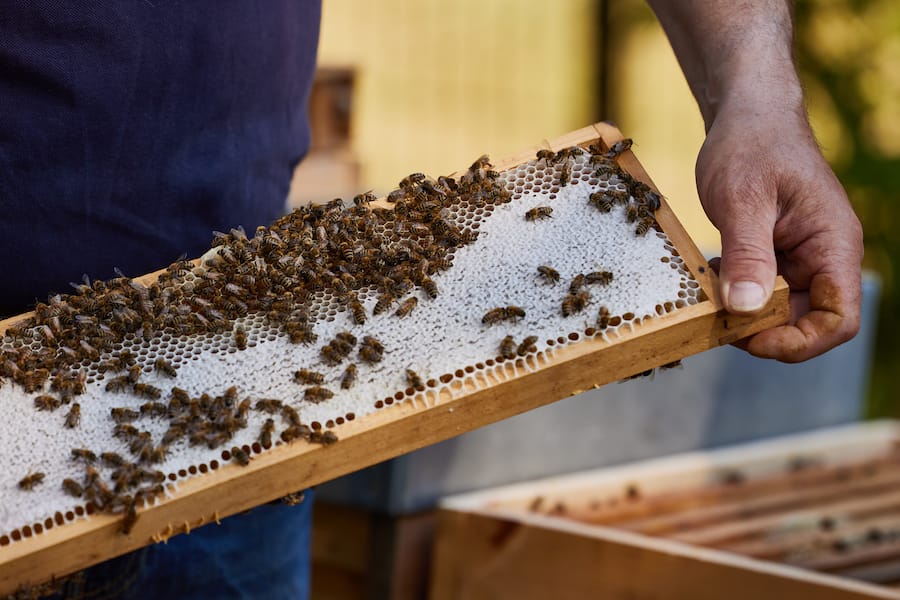 Villa René LaliqueImker Pierre Stéphan
