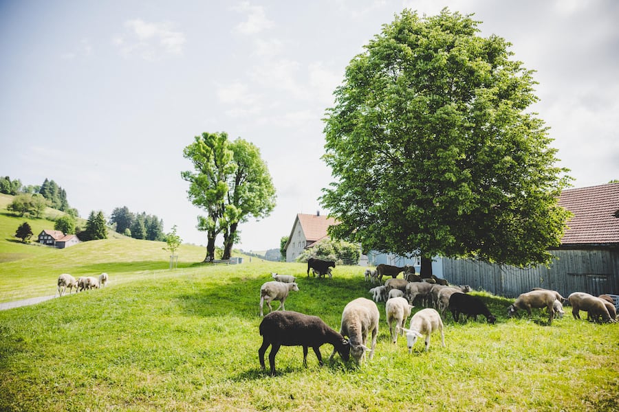 Dario Bianchi besucht mit Gilad Peled Chef vom Mandarin Oriental Luzern, die Lammzucht von Hans und Irene Hohl 2023