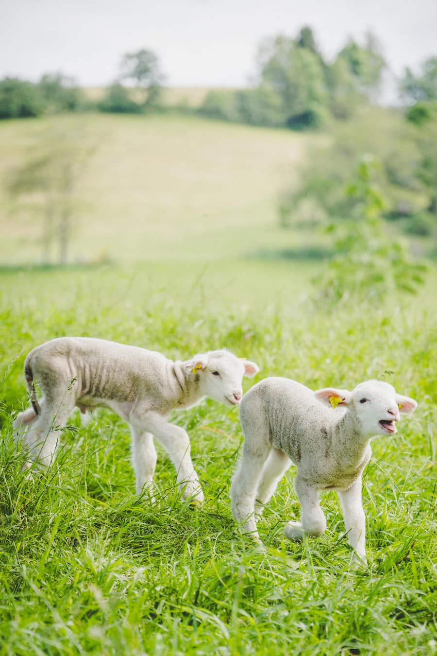 Dario Bianchi besucht mit Gilad Peled Chef vom Mandarin Oriental Luzern, die Lammzucht von Hans und Irene Hohl 2023