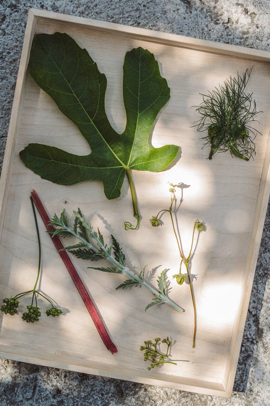 Verschiedene Kräuter, Aromen aus dem Garten - Videodreh Swiss Mountain Spring mit Andreas Caminada auf Schloss Schauenstein, Fürstenau - 06/2023 - Copyright Olivia Pulver