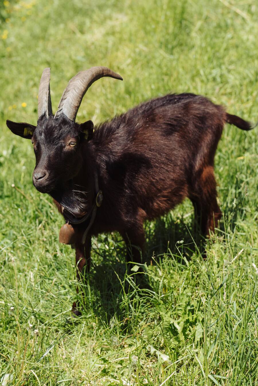 Biohof Mani, Andeer - Reto Thörig, Bio Suisse / Bio Cuisine zu Besuch in Andeer - 06/2023 - Copyright Olivia Pulver