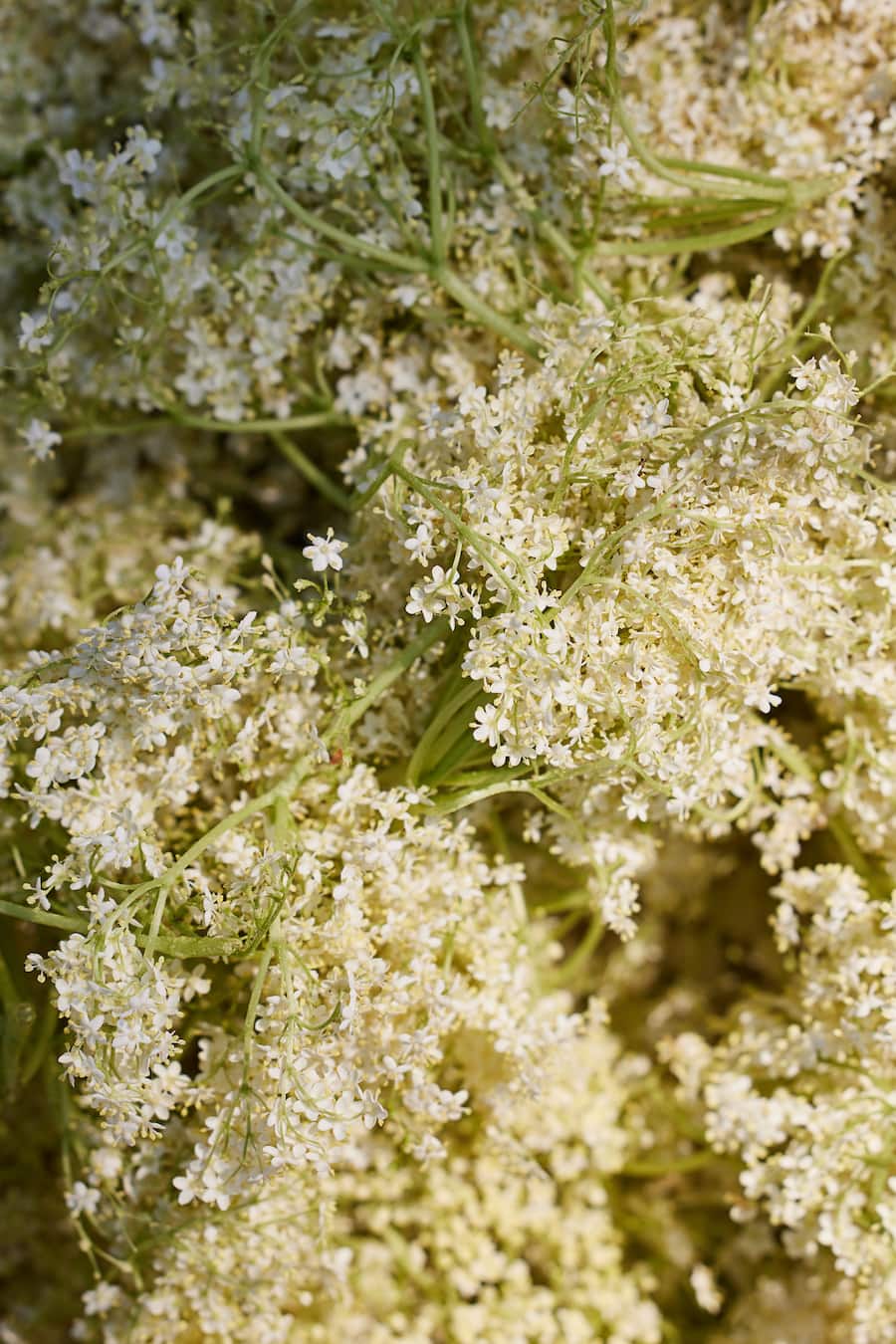 Kräuterspezialist, Cédric DossmannnHolunderblüten