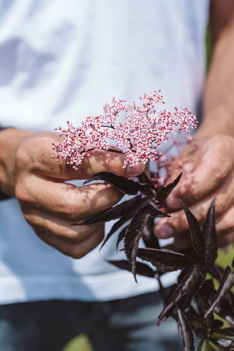 Videodreh Swiss Mountain Spring mit Andreas Caminada auf Schloss Schauenstein, Fürstenau - 06/2023 - Copyright Olivia Pulver