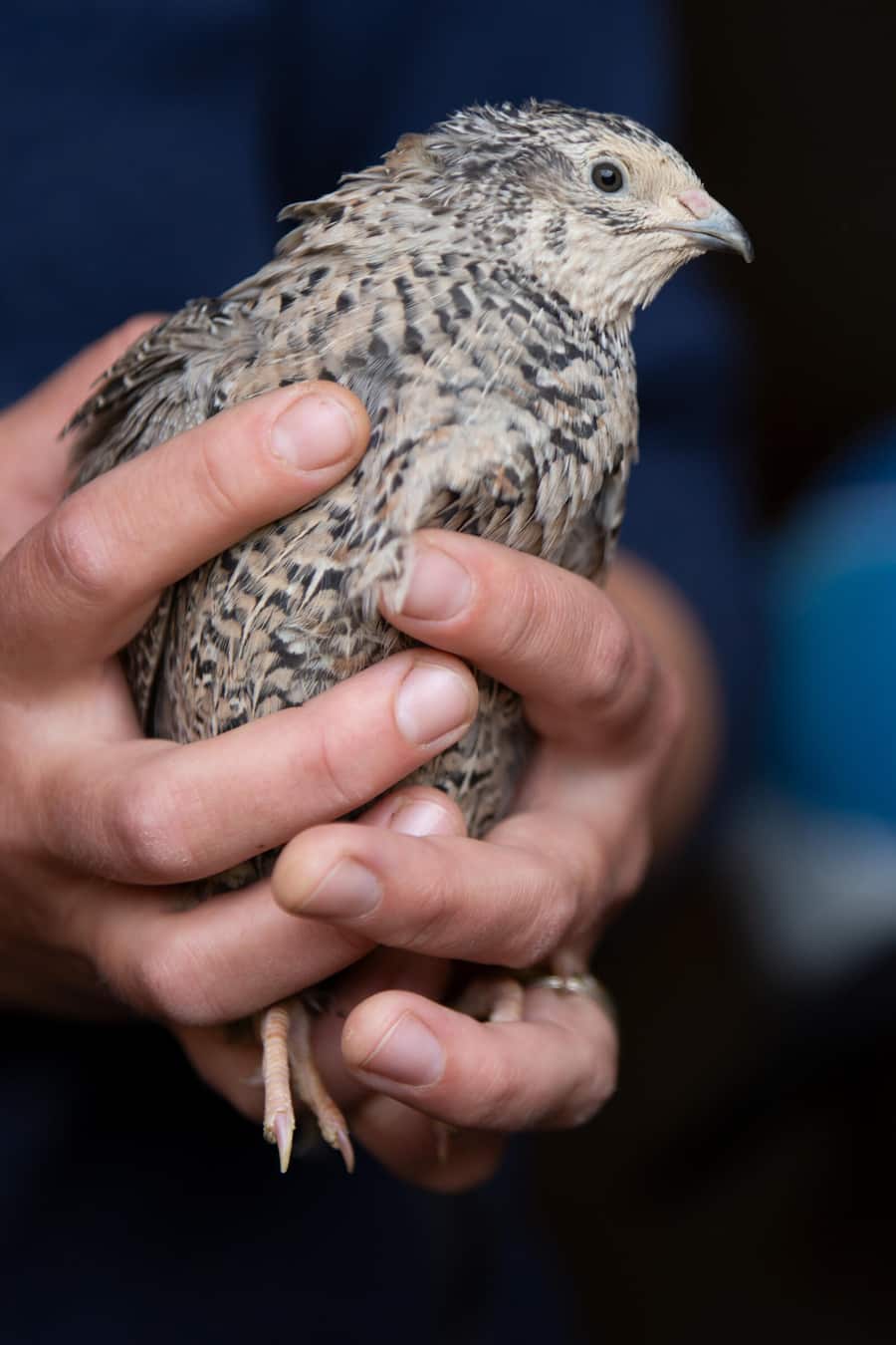 Japanische Legewachtel