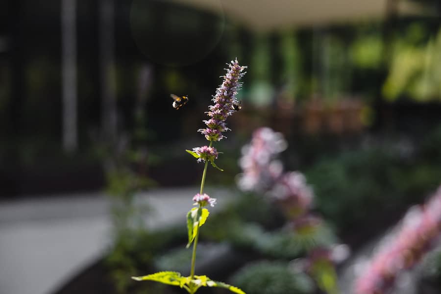 Restaurant blooms, The Dolder Grand