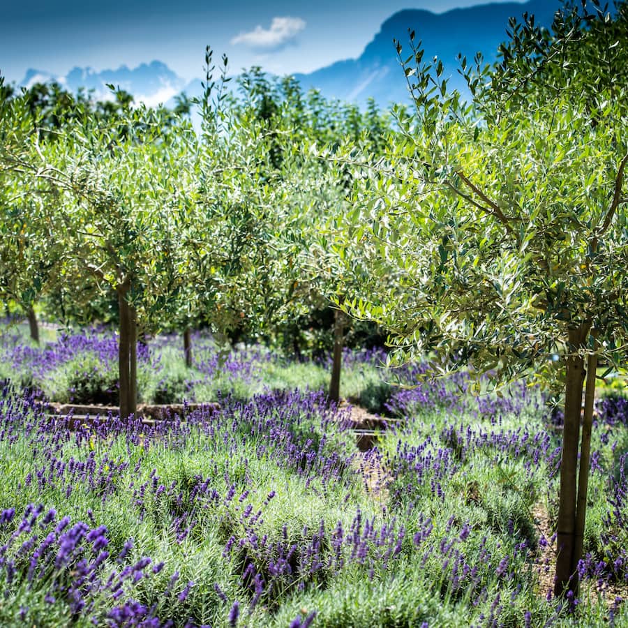 Bon Rivage The Garden On The Lake Stéphane Cattane recadré