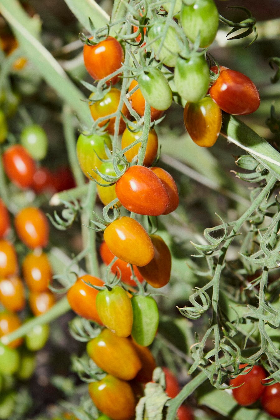 Gault Milau Bio Cuisine Velotour