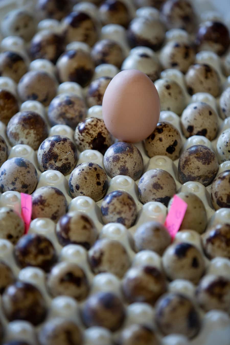 Wachteleier mit Ei vom Huhn