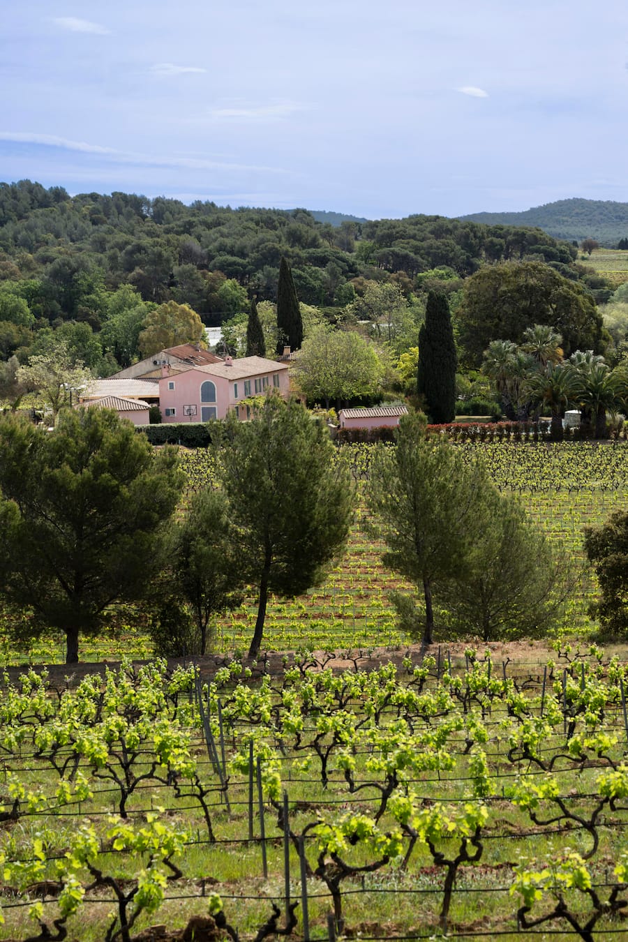 Blick über Rebterrassen auf die Kellereigebäude