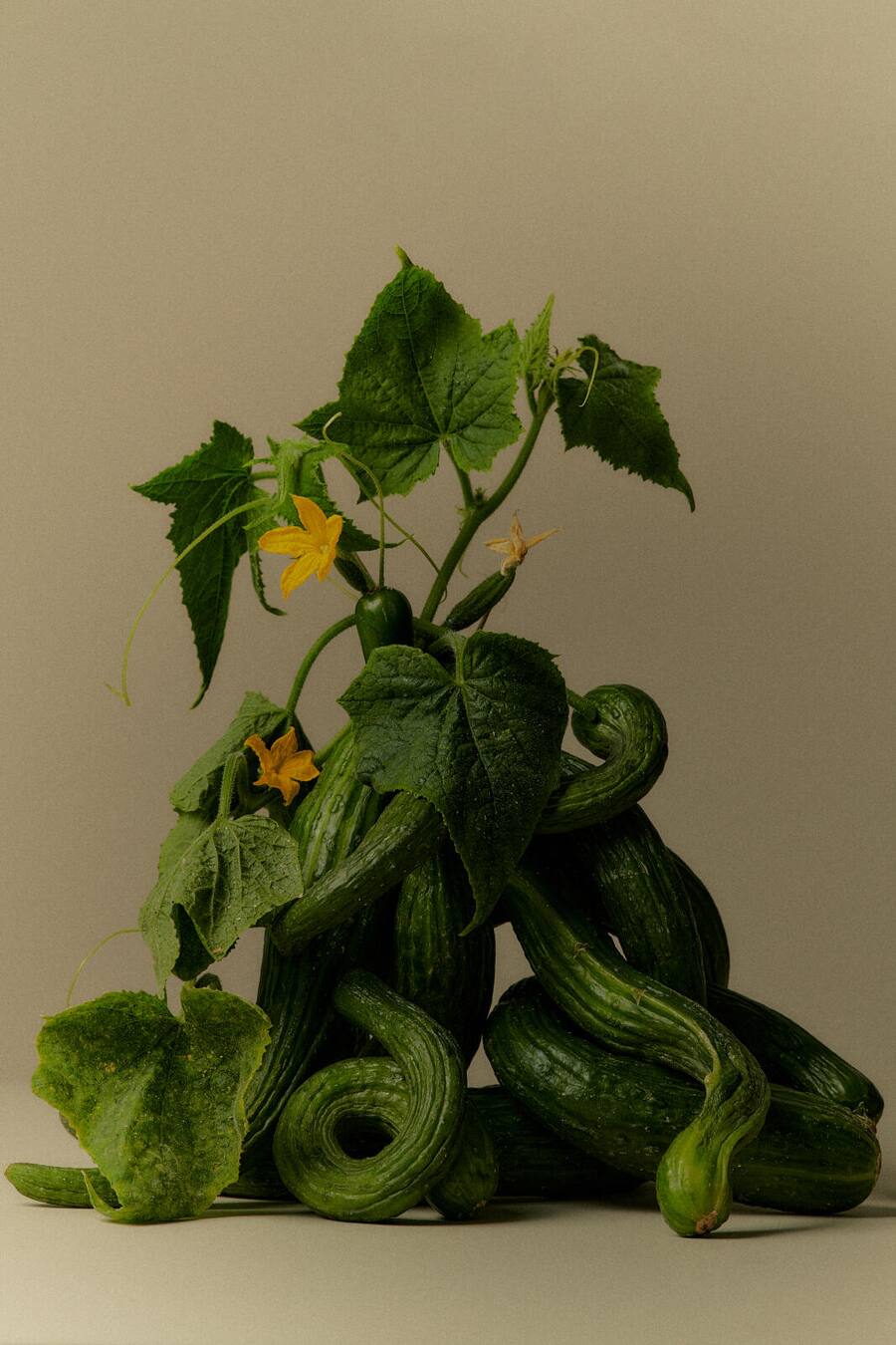 HO via Webseite, Byline Fotograf / In