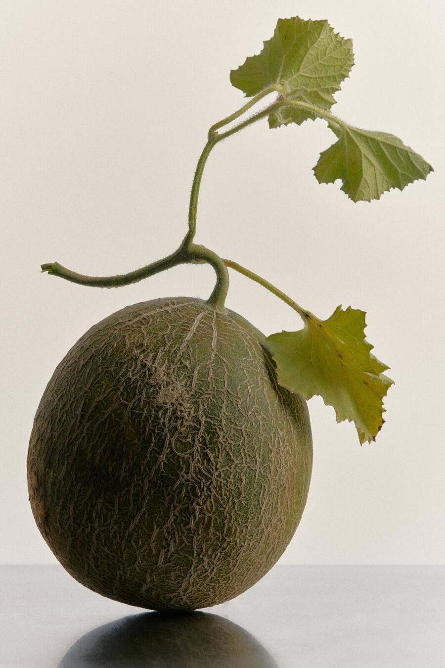 HO via Webseite, Byline Fotograf / In