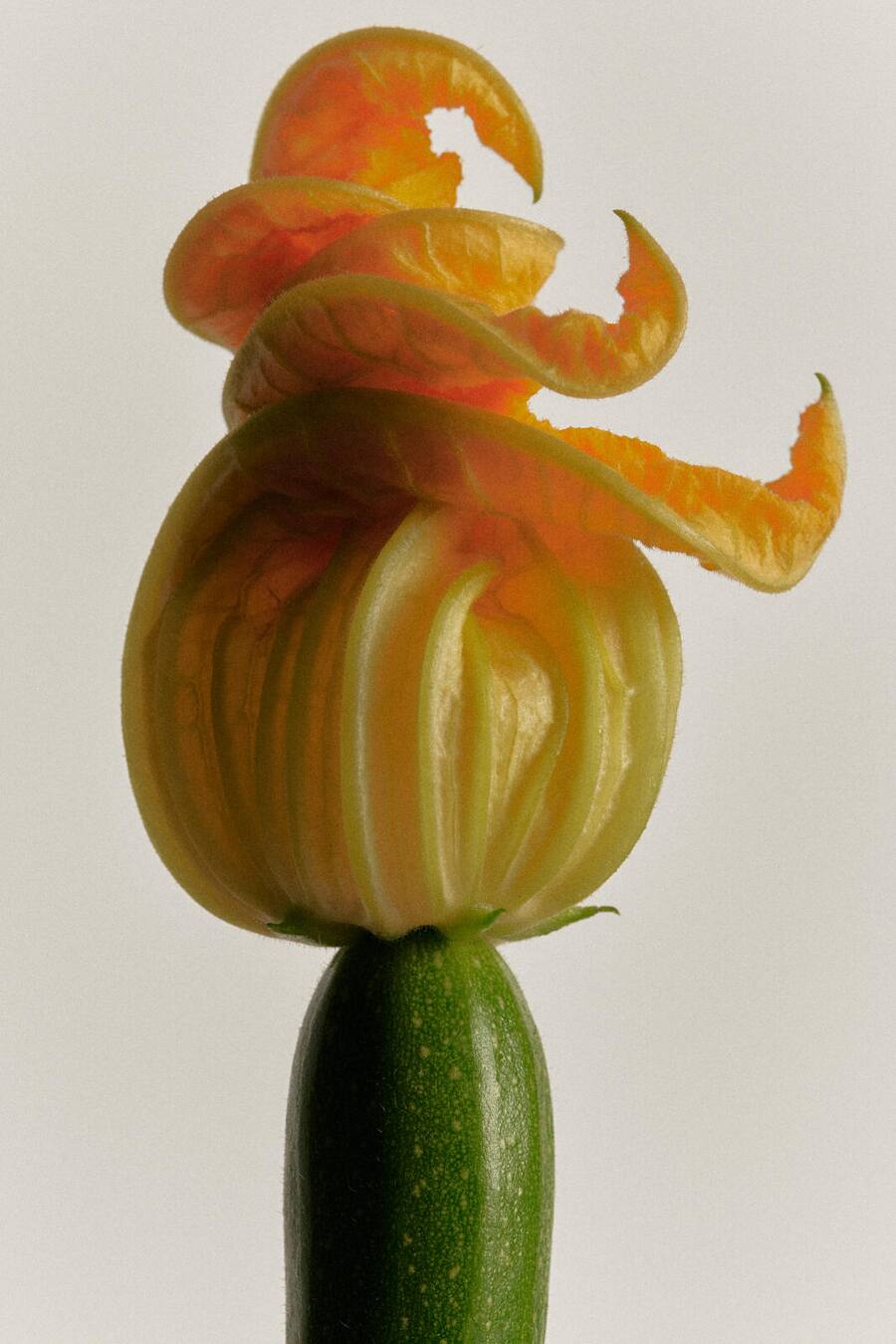 HO via Webseite, Byline Fotograf / In