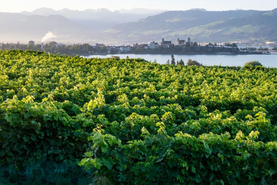 Sinnesrausch mit Räuschling, Weingut Höcklistein, SG 2023
