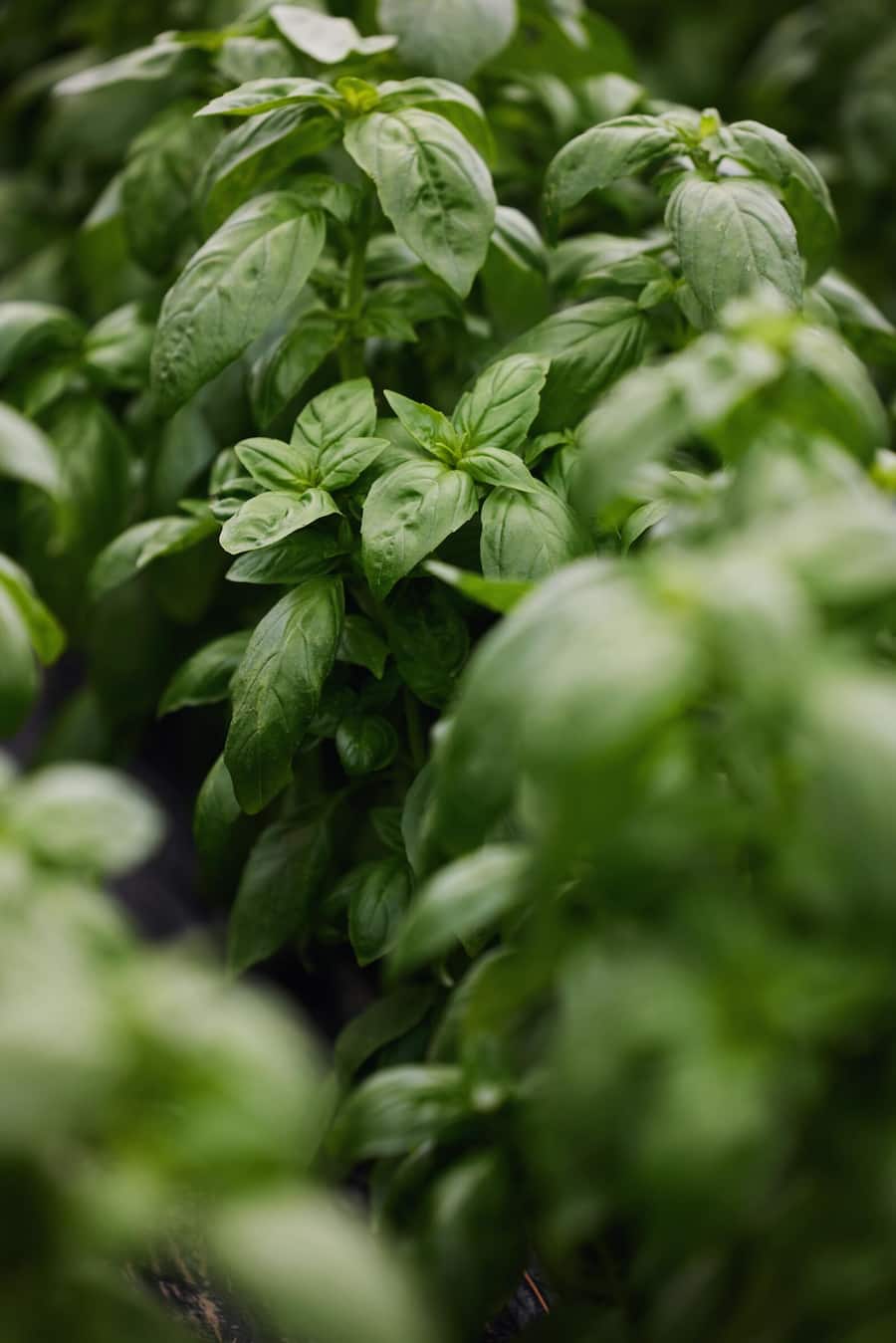 Basilikum