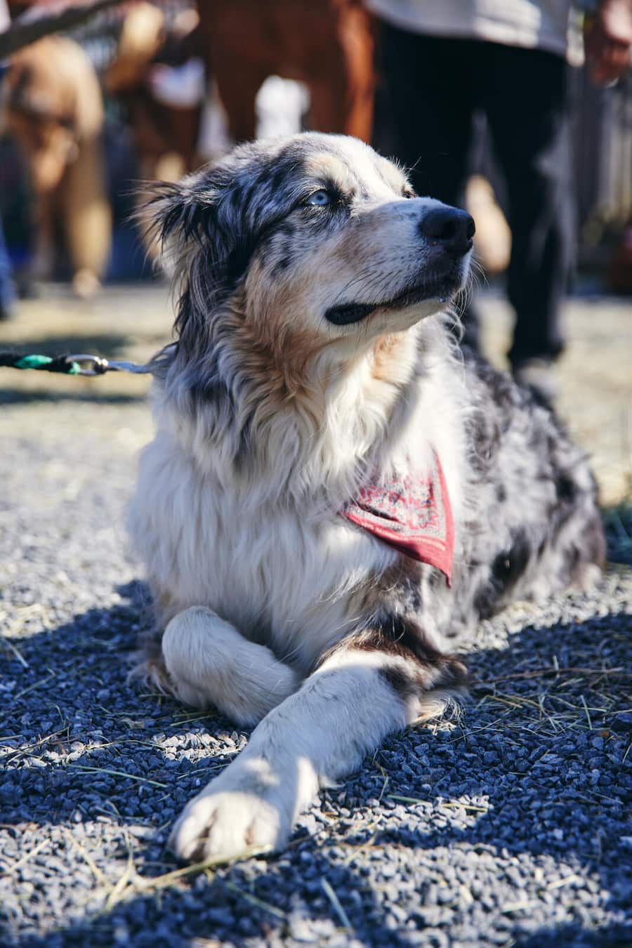 Gault Millau; Säumerfest 2023, Simba - Sbrinz-Hund