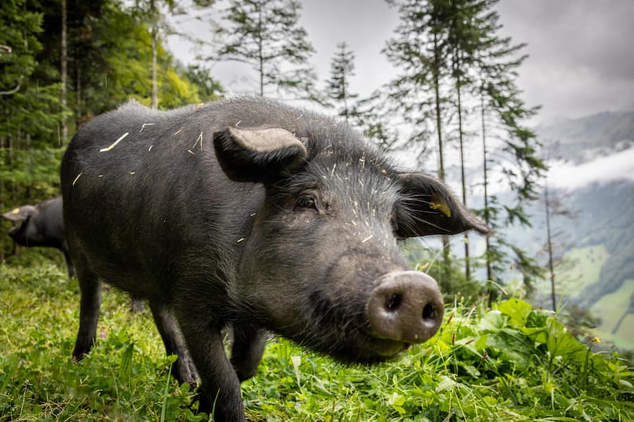 Bei Carla und Peter Zumbühl mit Alpsäuli in Grafenort