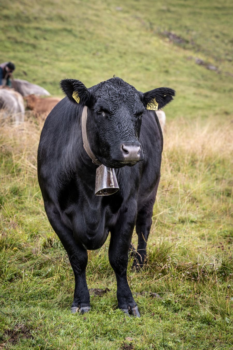 Mit Holzen Fleisch, Stefan Mathis, Alp Laucheren