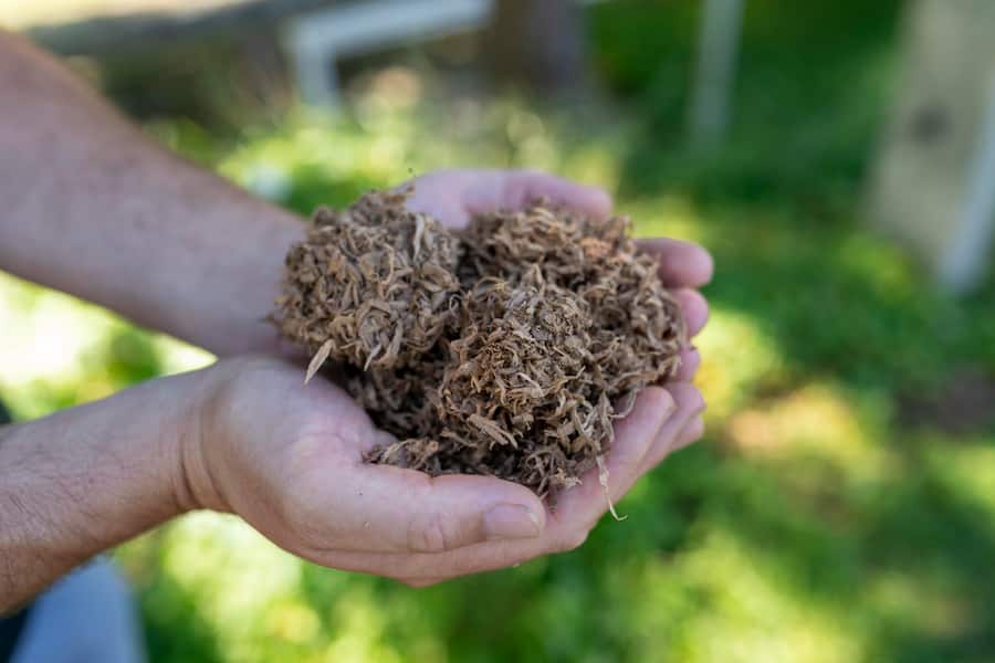 Manuel Tresch, Winzer zum Rosenberg in Altdorf 2023