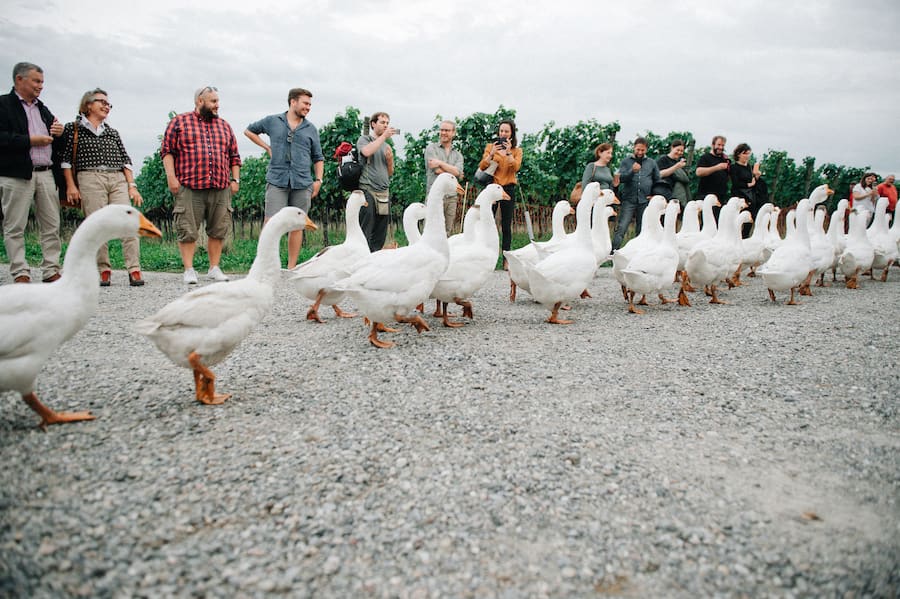 Rosa Pulver Pop-up auf dem Bungerthof
