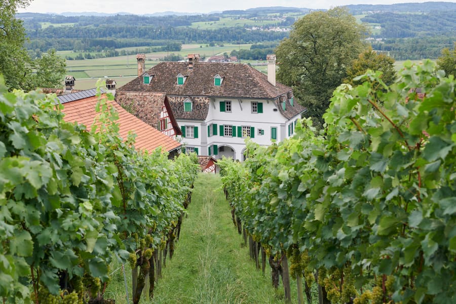 Weingut Bachtobel und Reben