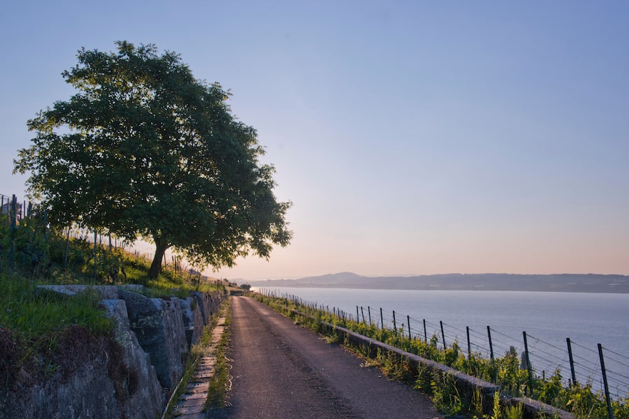 Baum und Rebweg oberhalb des Bielersees, Morgenstimmung