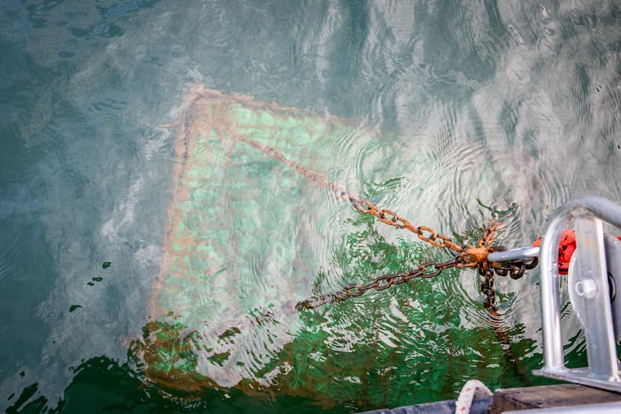 Bianchi, Azienda Agricola Bianchi, Weinkäfig im Luganersee, Tessin. Aufgenommen am 15.10.2023