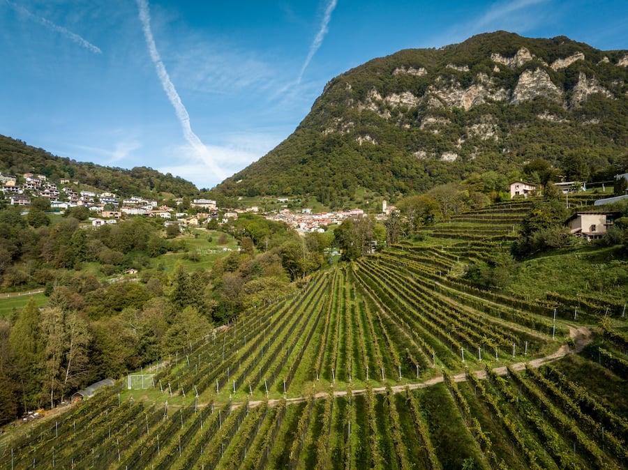 Bianchi, Azienda Agricola Bianchi, Weinkäfig im Luganersee, Tessin. Aufgenommen am 15.10.2023