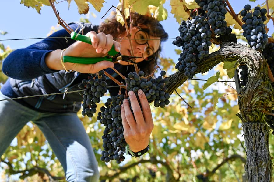 Annie Rossi, Ãnologin