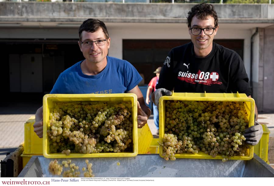 Jonas und Basile Neyroud-Fonjallaz,Chardonne, Waadt,Vaud, Schweiz,Suisse,Svizzera,Switzerland,