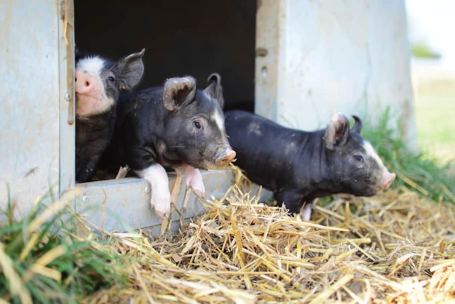 Kuro Schweine von Fabio Müller, Schweinezüchter, Oberwil, Dägerlen, ZH