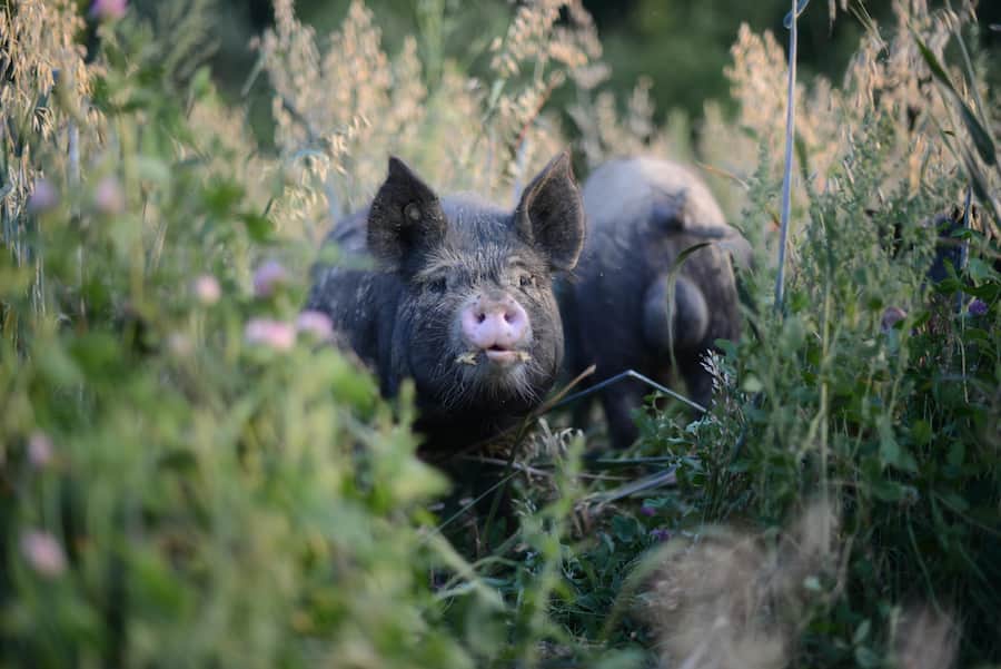 Kuro Schweine von Fabio Müller, Schweinezüchter, Oberwil, Dägerlen, ZH