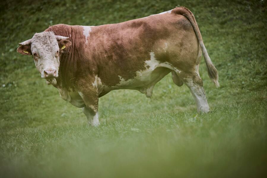 Nicolas Darnauguilhem, chef au restaurant gastronomique La Pinte des Mossettes et son producteur de viande d'Hinterwald, Pascal Tercier, près de Charmey dans le canton de Fribourg, jeudi 19 octobre 2023. (© Gabriel Monnet)