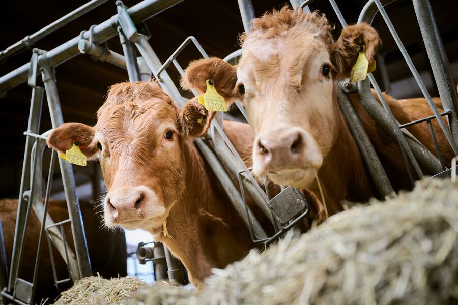Mercedes Tour mit Guy Ravet entlang des Genfer Sees, am Freitag 15 September 2023 im Blonay-Saint-Légier. Hier besucht Guy Ravet den Landwirt Mathieu Balsiger. (© Gabriel Monnet)