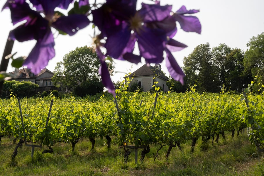 Weinberg unterhalb der Domaine de Châteauvieux