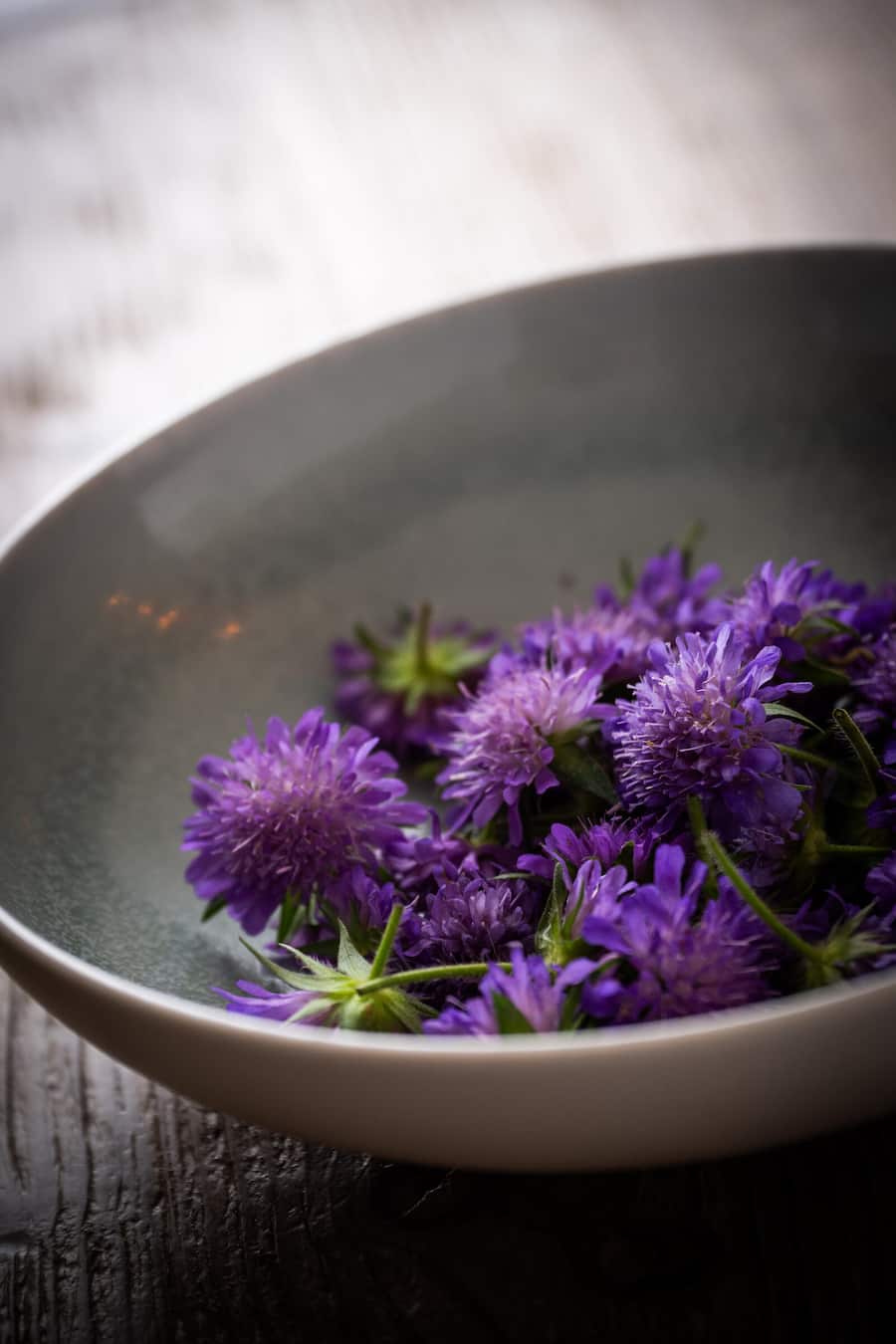 Paolo Casanova 2023: Knaudia Avensins