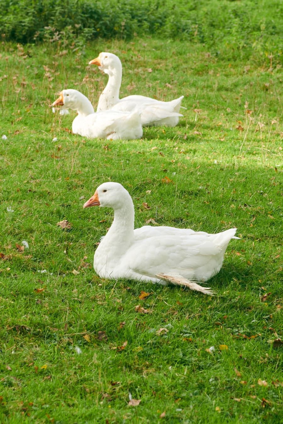 Rosa Pulver kocht auf dem Bungerthof im Zürcher Weinland