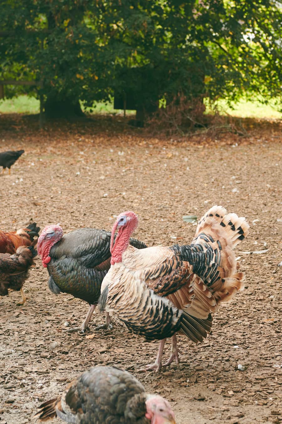 Rosa Pulver kocht auf dem Bungerthof im Zürcher Weinland