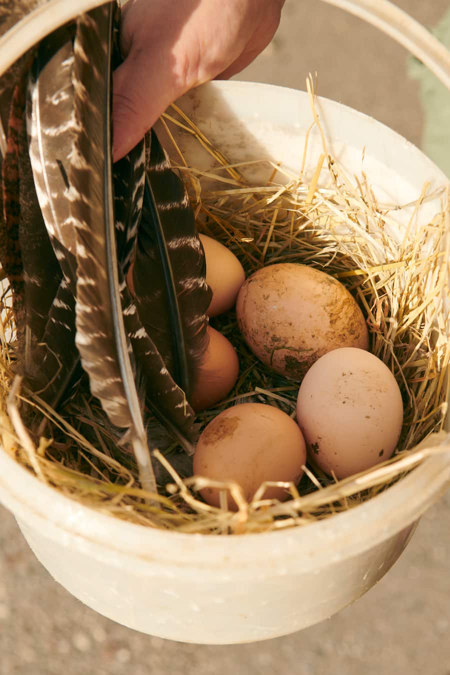 Rosa Pulver kocht auf dem Bungerthof, Berg am Irchel, ZH