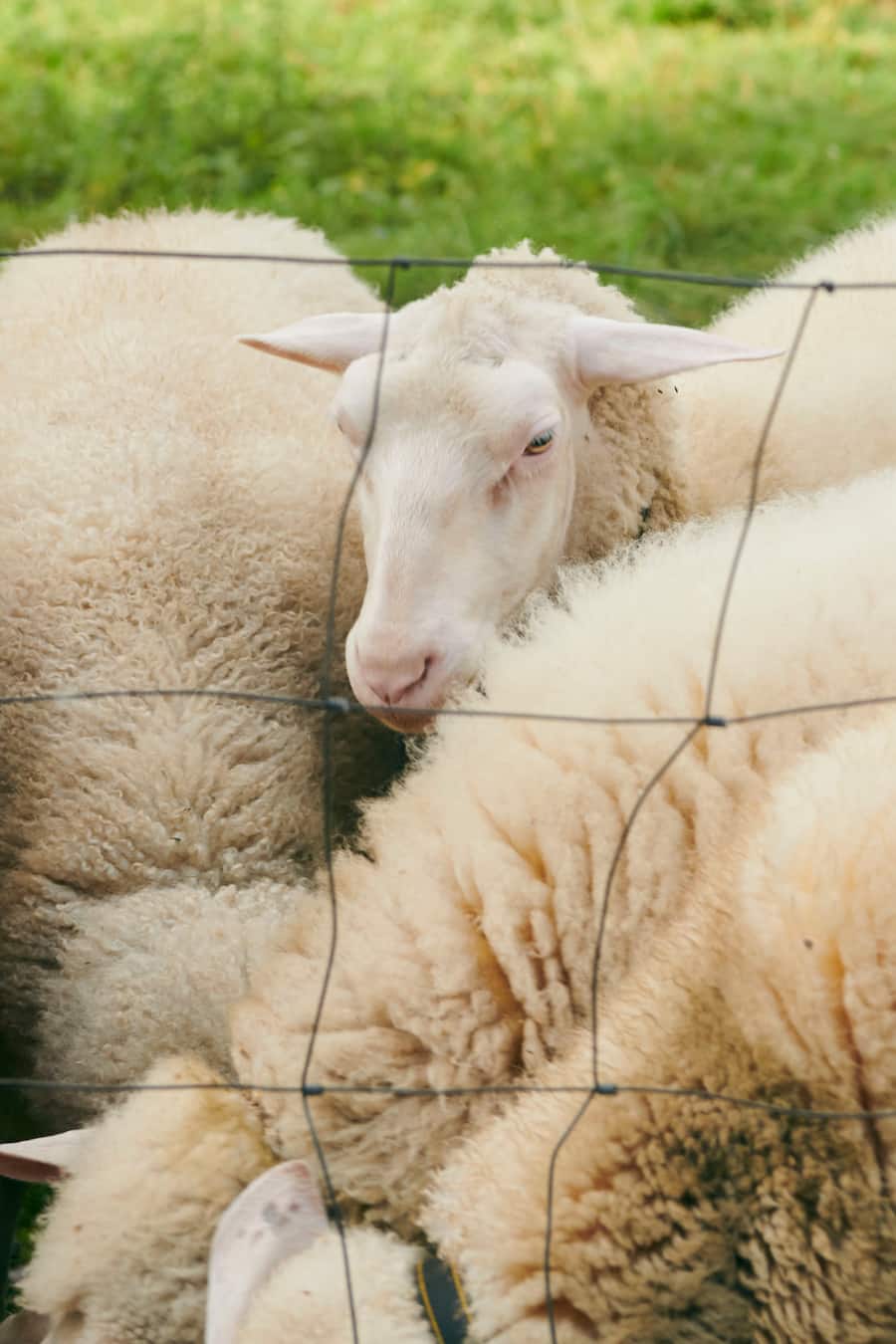 Rosa Pulver kocht auf dem Bungerthof, Berg am Irchel, ZH
