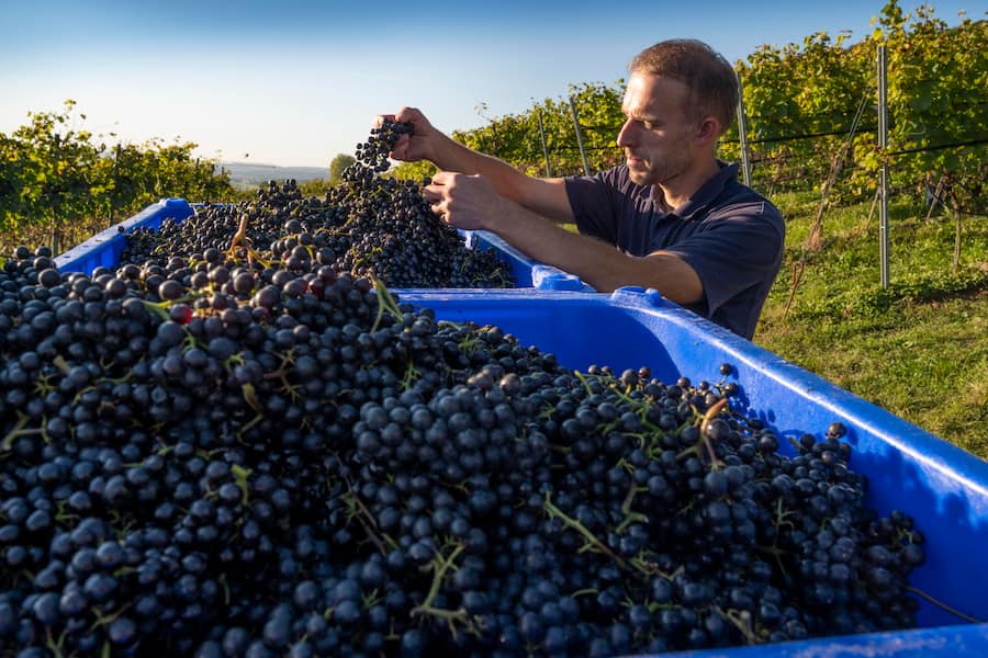 Michael Burkhart mit Blauburgundertrauben,Weinfelden, Thurgau, Schweiz,Suisse,Svizzera,Switzerland,