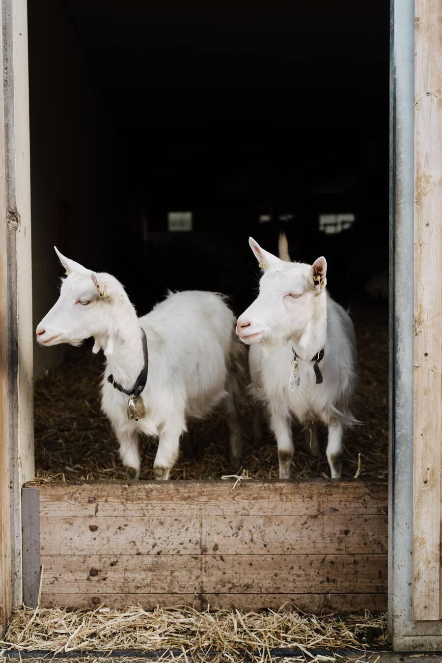 Chefkoch Peter Pruefer mit Matthias Koch zu Besuch auf dem Hof von Beni Hollenstein - Ziegenkaese aus Appenzell - Appenzeller Huus Bären Gonten - Nov 2023 - Copyright Olivia Pulver