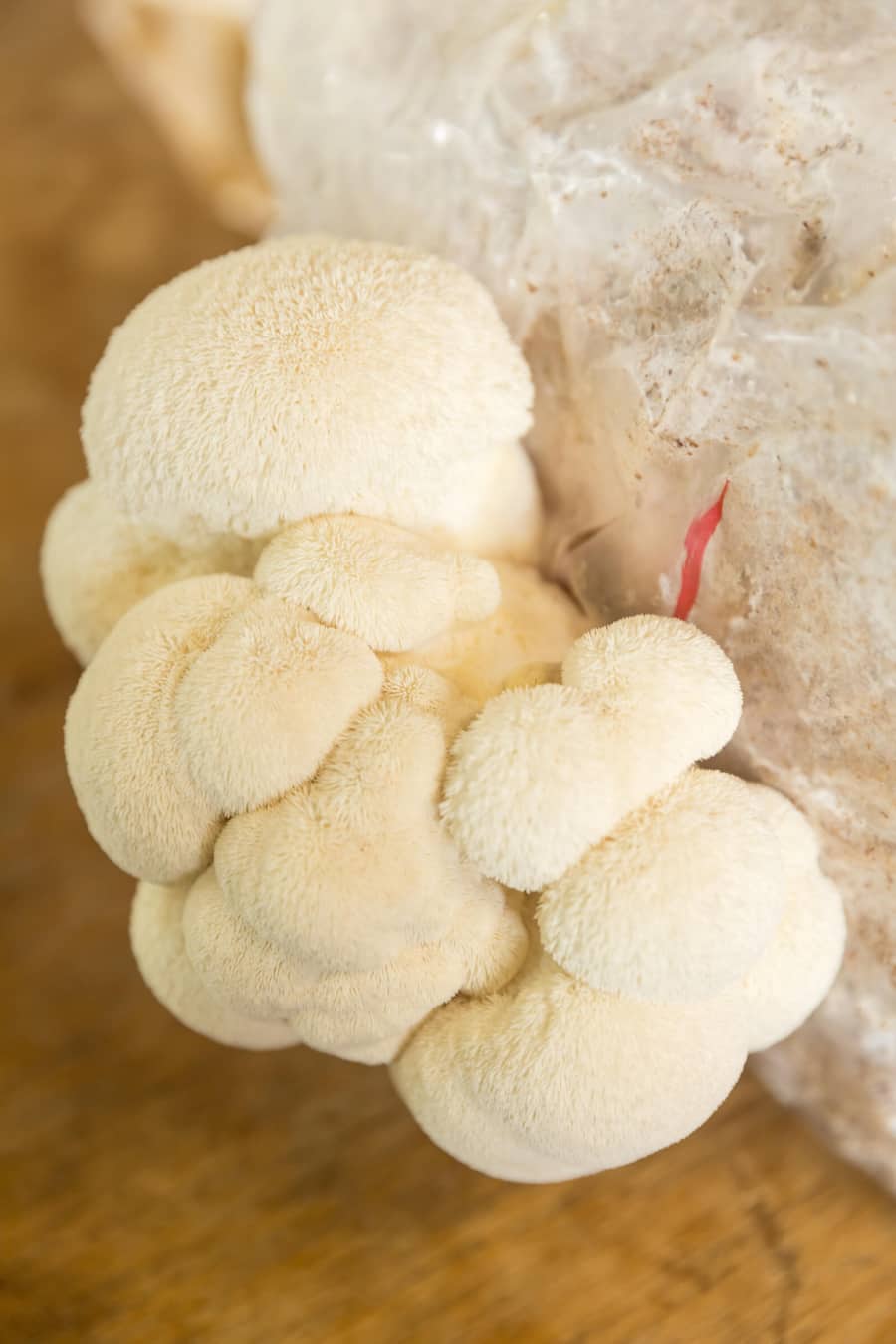 Böniger tranchiert, Fungifuturi, Steffisburg, BE fotografiert am 1.11.23 Pilze am Substrat